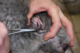 CANICHE - EPILATION OREILLE 004